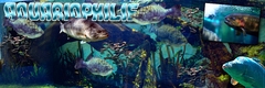 <font color="#0285d2">13</font><font color="#ff0000"> -</font> AQUARIOPHILIE 2